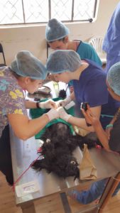 Tiermedizin Praktikanten in Ecuador bei einer Operation