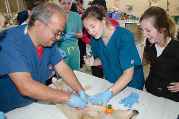 Ecuador Tierarzt Praktikantin bei Operation an einem Hund