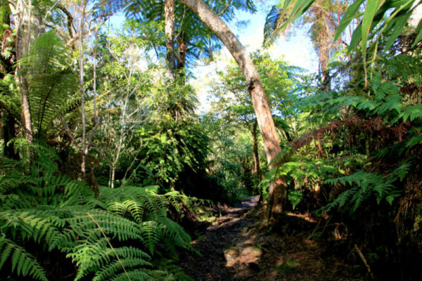 Wilder Wald Dschungel La Reunion