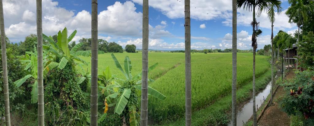 Edu Seasons Sprachreise Thailand Reisfeld