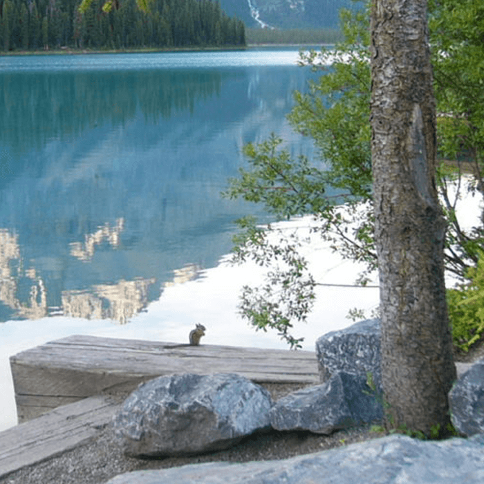 Sabbatical Kanada Wildlife am Lake Louise nachhaltig Reisen