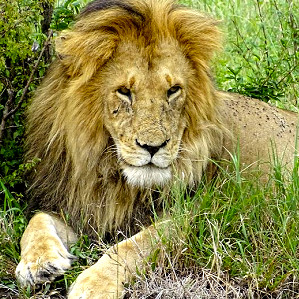 Edu-Seasons Sprachreisen 50 plus Südafrika mit Safari