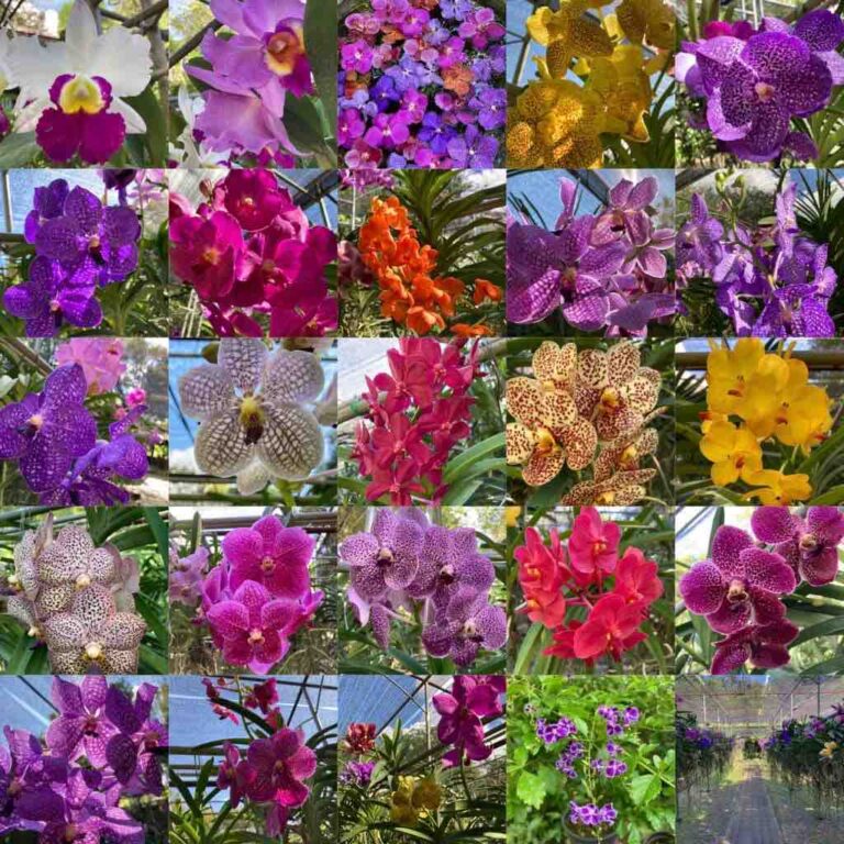 Edu Seasons Sprachreise Thailand Auswahl Orchideen
